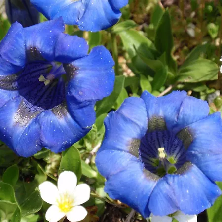 別荘 Bella Romantica Brunig Pass